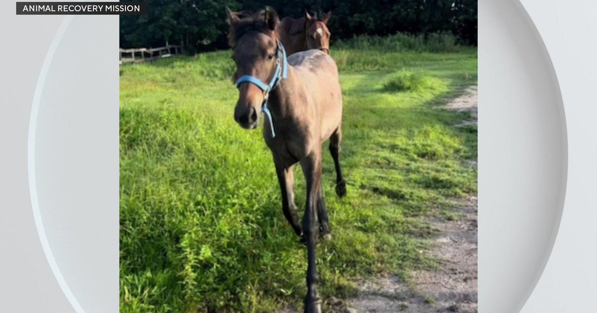 K reward provided in theft of horses taken from Southwest Ranches