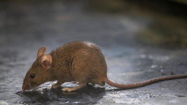 Close-up of  brown rat/rodent 