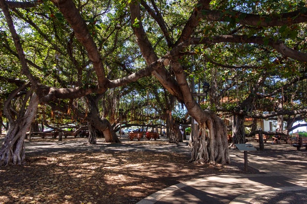 Lahaina Banyan Court and the Banyan tree