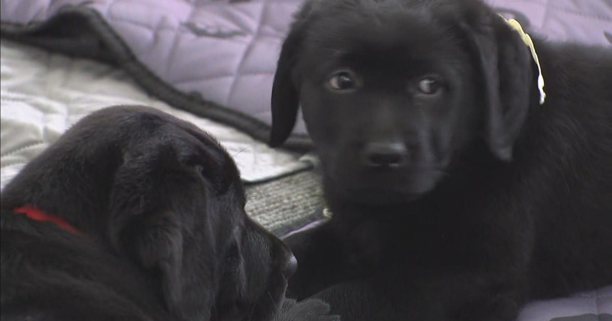 Therapy puppies visit DA’s office in Woburn