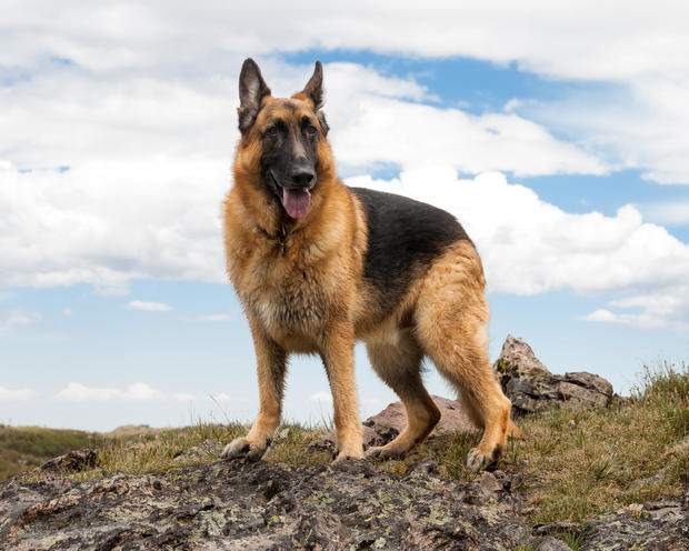 German Shepherd Dog on Mountain 