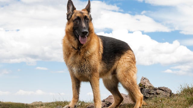 German Shepherd Dog on Mountain 