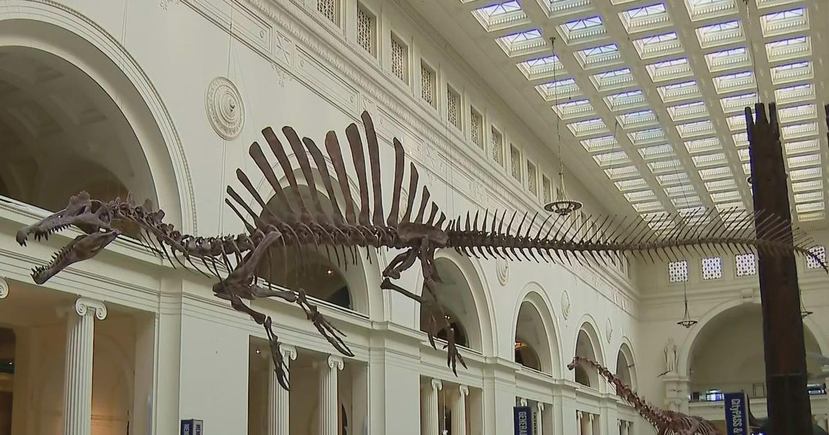 Field Museum taking replica of Spinosaurus on river boat tour CBS Chicago