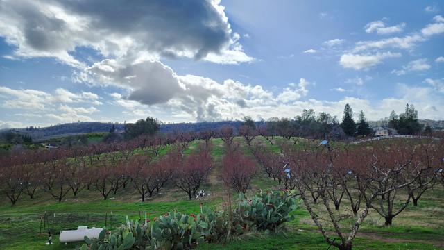 twin-peaks-orchard.jpg 