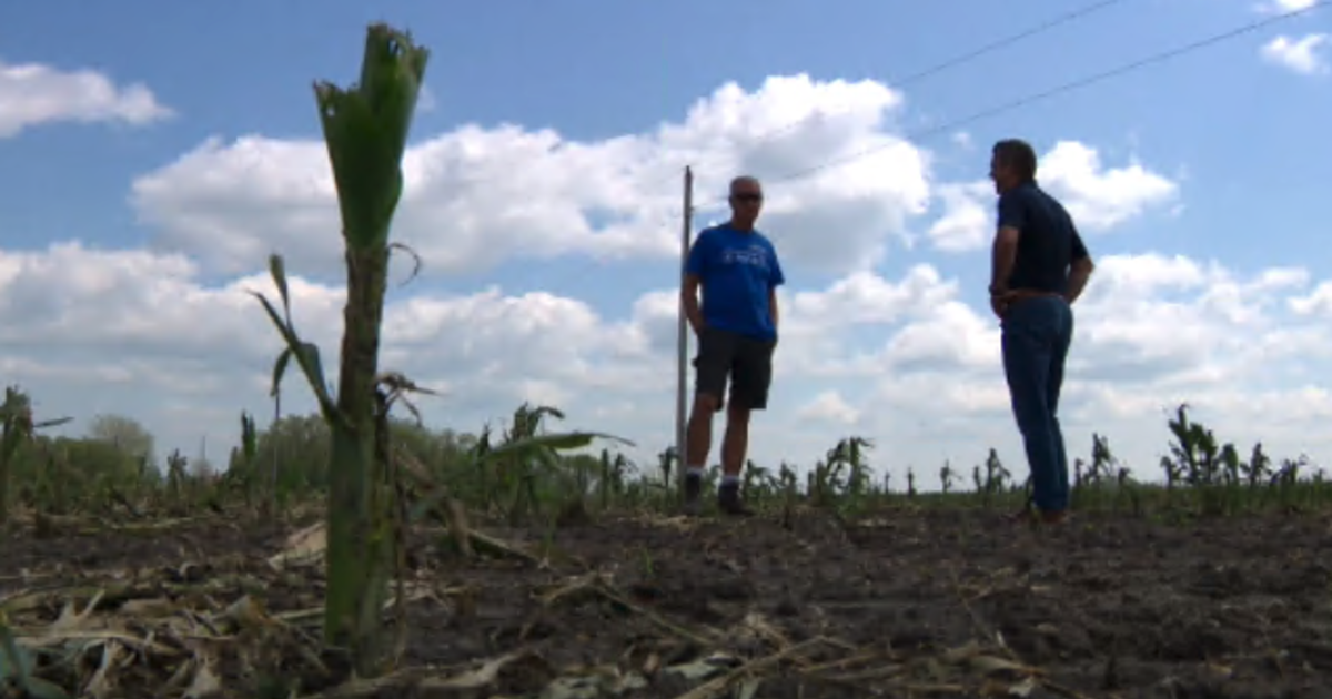 Recent rain is too late for this year's corn crop - Minnesota Corn