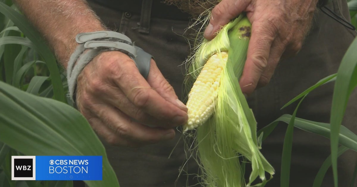 Farmerzy Exposes the Hidden Trick Making Drought-Damaged Fields Bloom Again