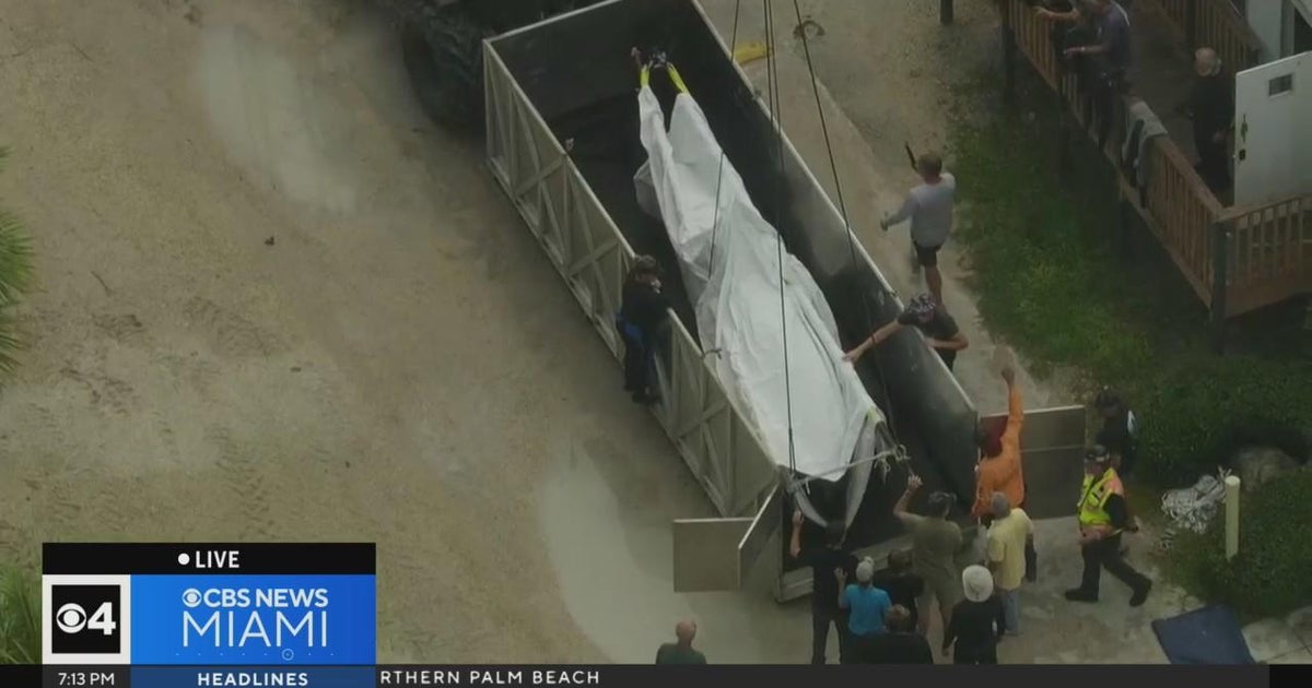 Lolita the killer whale dies after 5 decades of captivity - CBS Miami