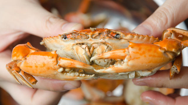 eatting seafood red crab 