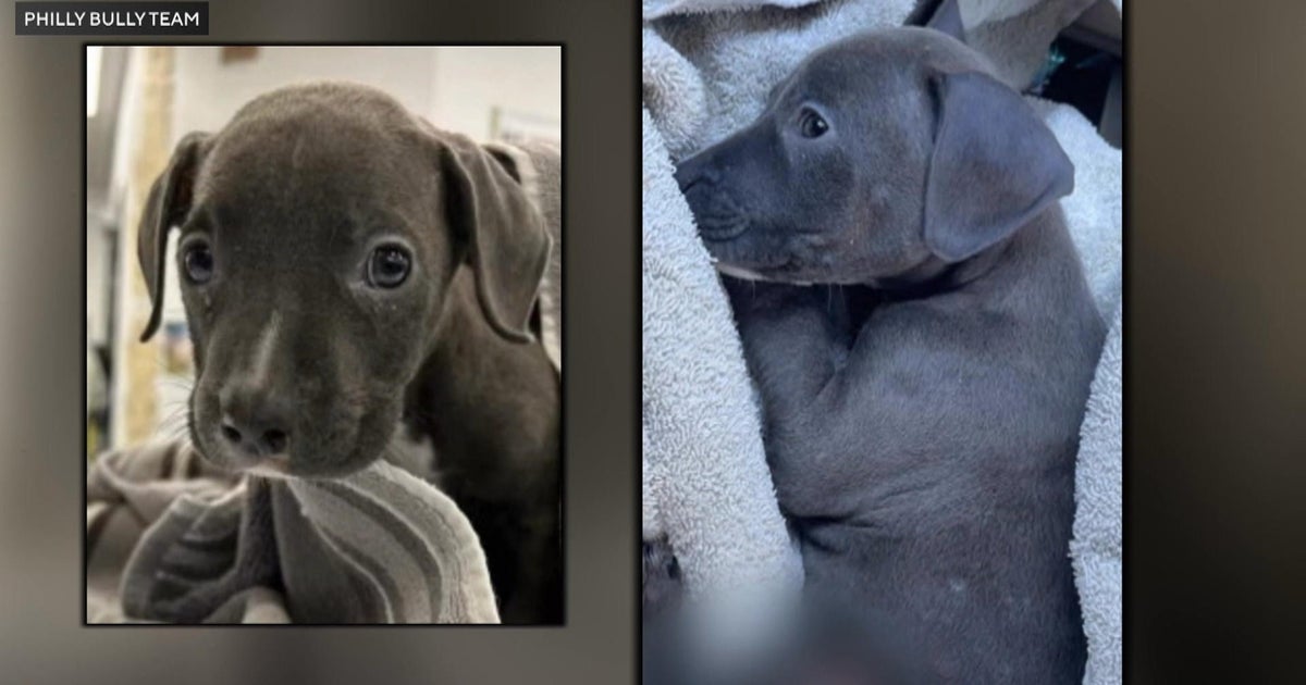 A long road ahead for an 8weekold puppy after being severely burned Its devastating A long road ahead for an 8weekold puppy after being severely burned Its devastating