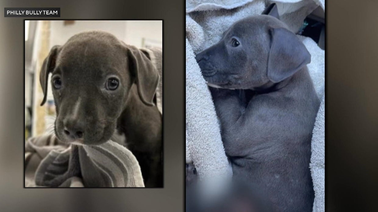 8weekold puppy dies after emergency surgery for severe burns, Philly