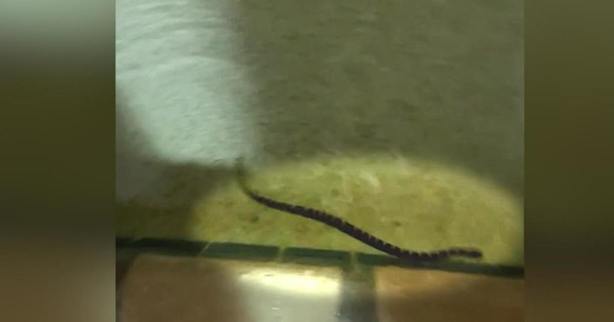 Snakes spotted in Wisconsin hotel pool and hot tub