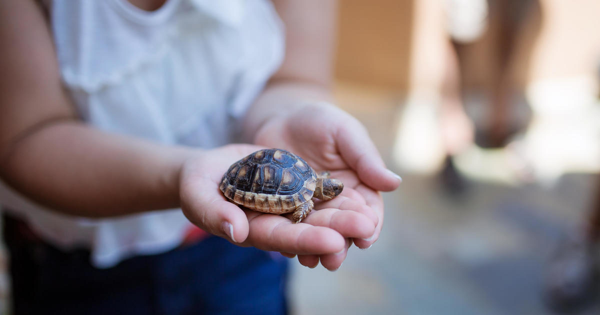 CDC - Tiny turtles continue to make people sick, especially young