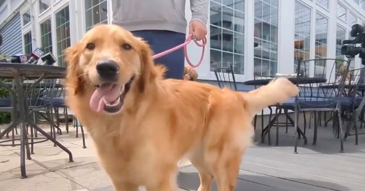 Canine eats owner’s passport, placing Massachusetts couple’s Italy wedding in jeopardy Canine eats owner’s passport, placing Massachusetts couple’s Italy wedding in jeopardy