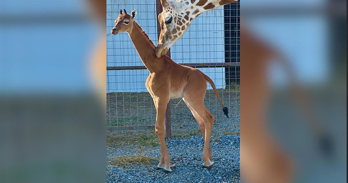 Рядък безупречен жираф, роден в зоопарка Брайтс в Лаймстоун, Тенеси,
