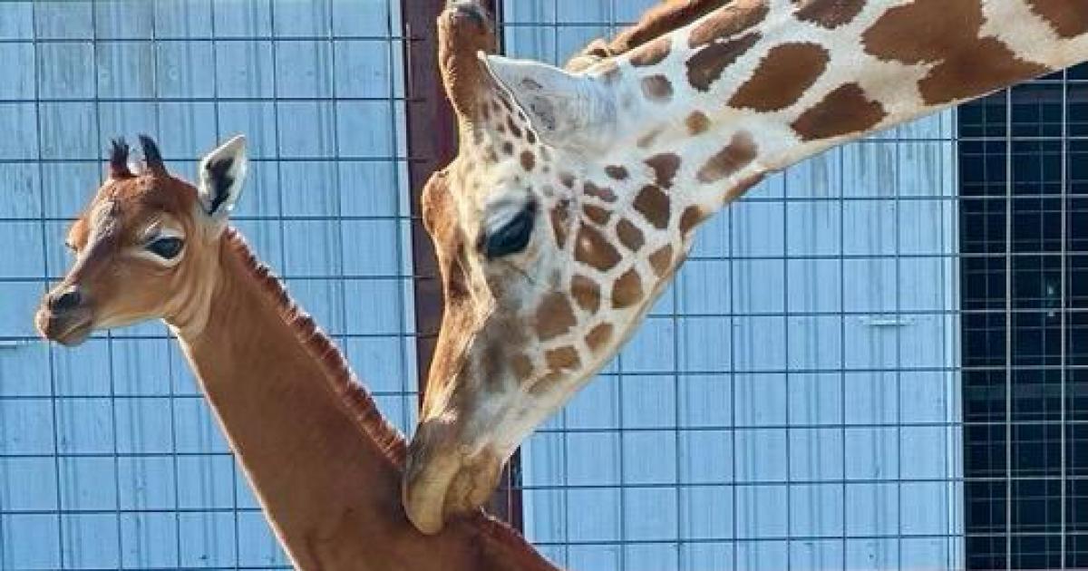#Tennessee zoo says it has welcomed a rare spotless giraffe