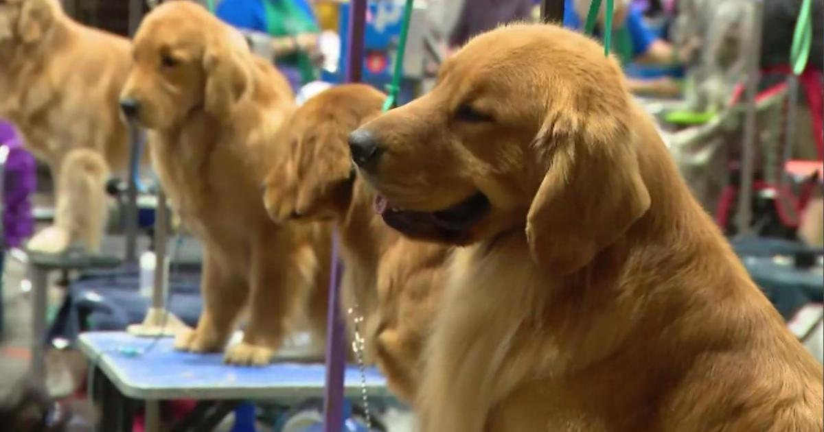 Thousands of dogs and trainers prepare for Great American Dog Show