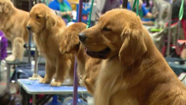 Great American Dog Show 