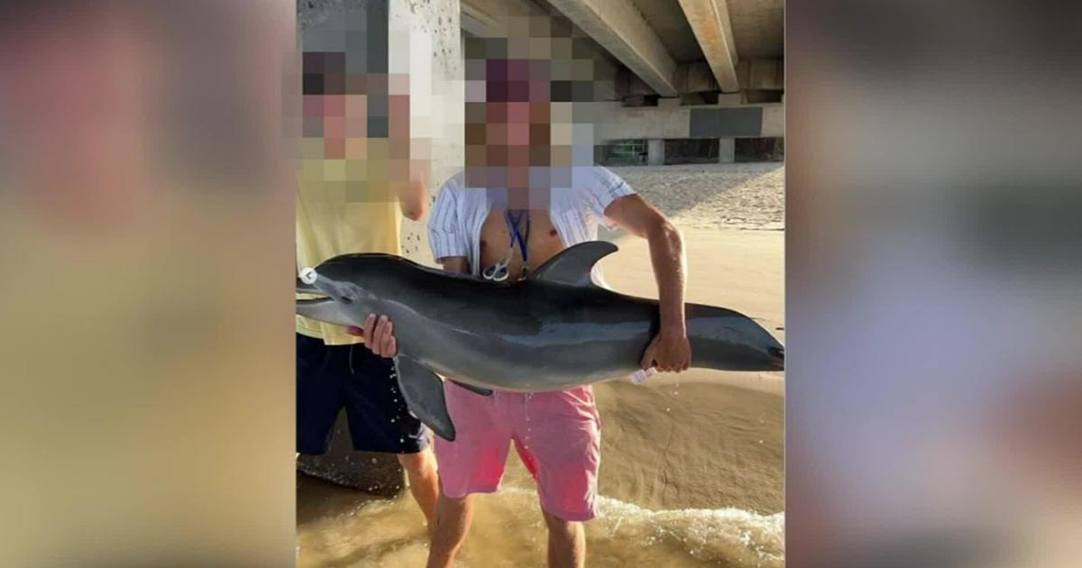 Florida male shares image holding dolphin out of h2o, prompts investigation