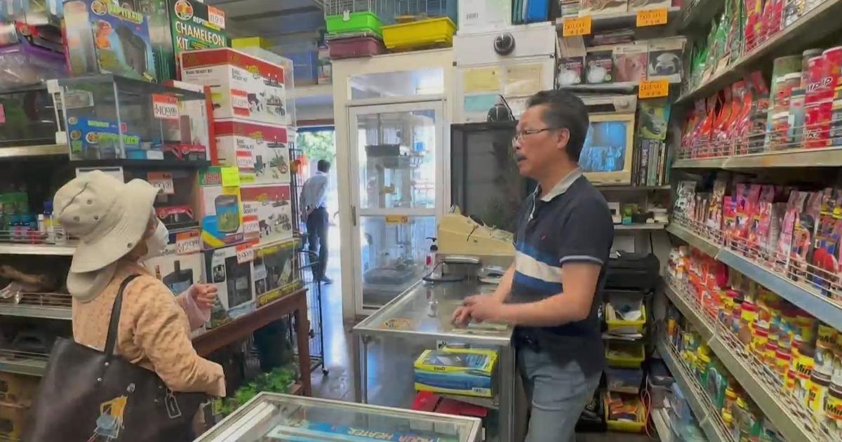 SF Pet Shop Owner Retires and Provides Small business Away immediately after Viral Present