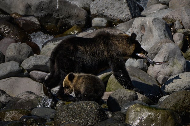 Bear and 2 cubs captured, killed after sneaking into factory in Japan amid growing number of reported attacks
