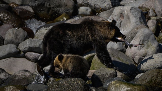 Bear rampaging through Japanese supermarket for 2 days is lured out with honey, then killed