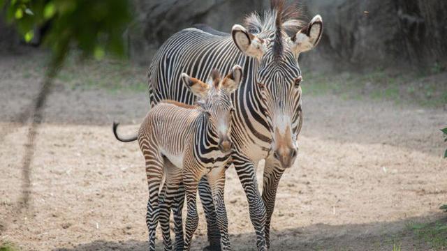 lincoln-park-zoo-baby-zebra.jpg 