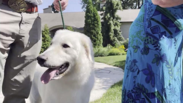Gigi, Hungarian Kuvasz 