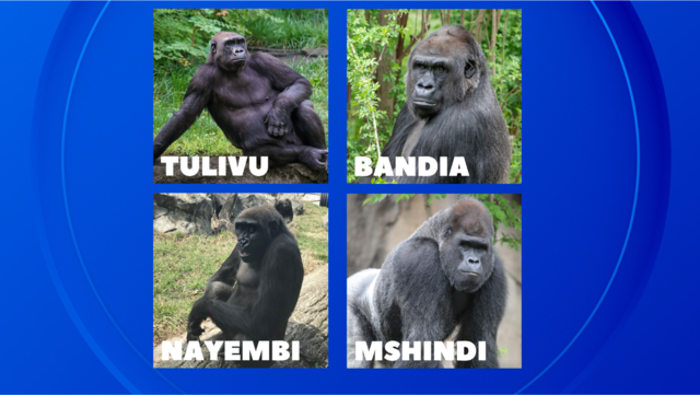 types of gorillas