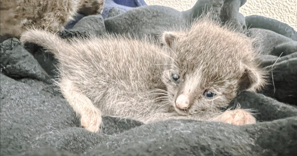 Humane Society Of North Texas Sees Uptick In Abandoned Animals Despite   Kitten 