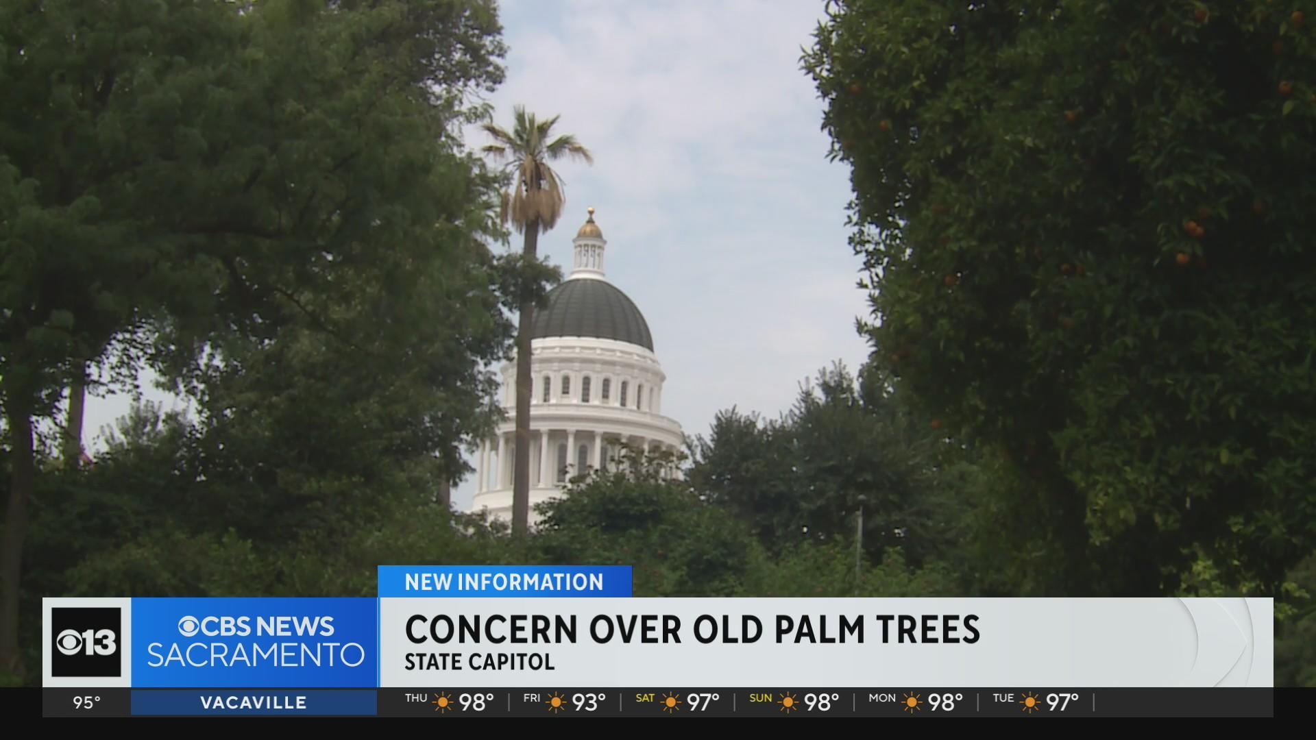 Dozens of 141-year-old Sacramento palm trees are struggling to survive at  the Capitol 