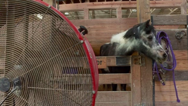 Casey's Safe Haven Holistic Horse Rescue 