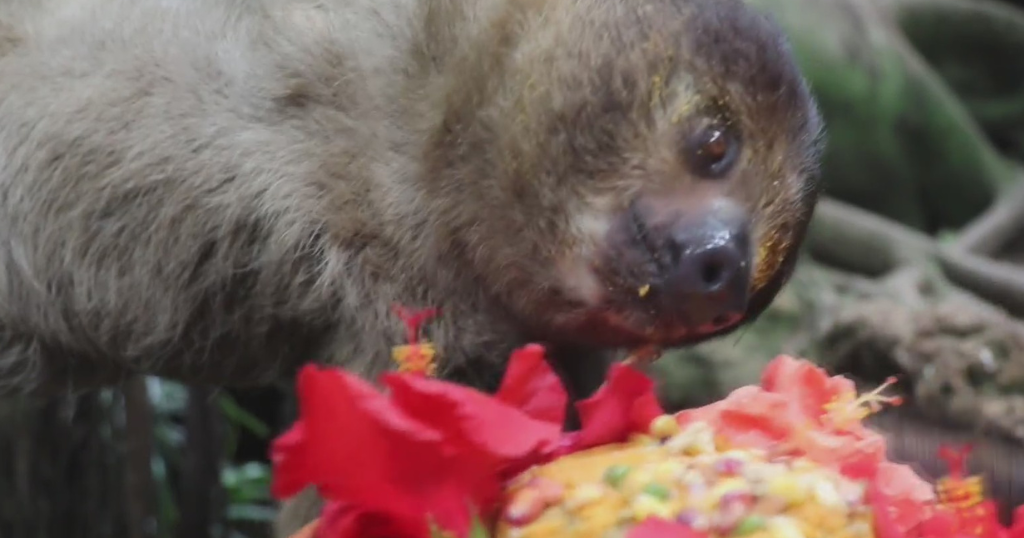 Sloths Vivien and Wookiee celebrate birthdays at National Aviary CBS