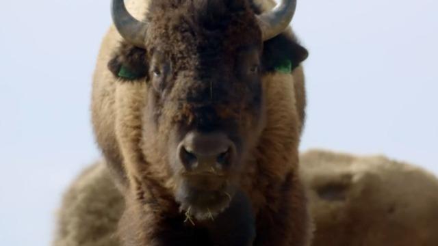cbsn-fusion-bison-returning-from-brink-of-extinction-in-yellowstone-thumbnail-2235519-640x360.jpg 