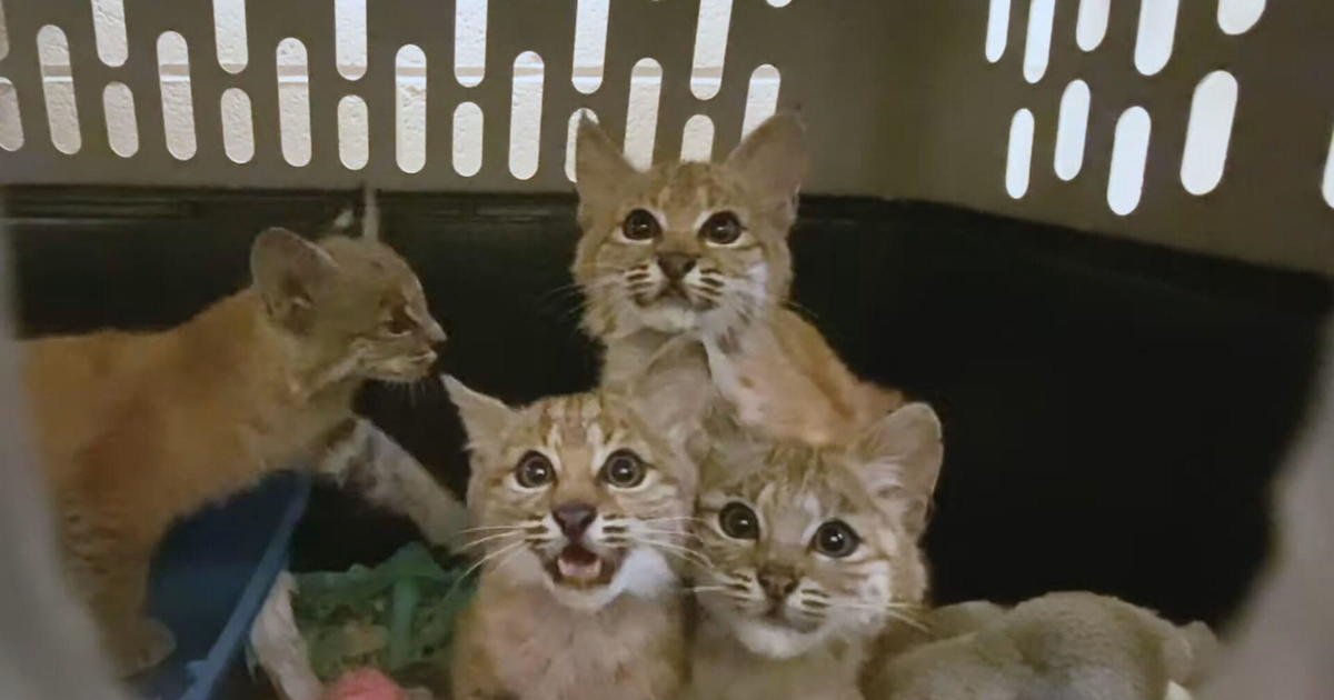 Orphaned bobcats will rehab over winter before planned release back into wild this spring