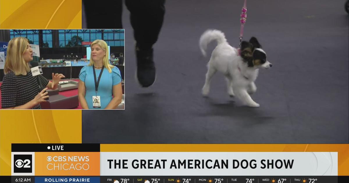 Getting ready for The Great American Dog Show - CBS Chicago