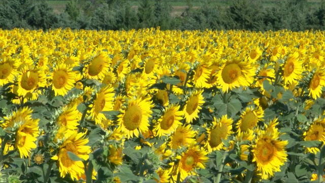 sunflowers-1920-2241879-640x360.jpg 