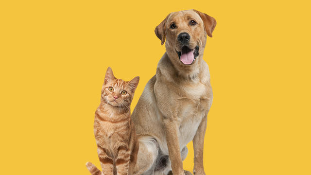 Labrador retriever dog panting and ginger cat sitting in front of dark yellow background 