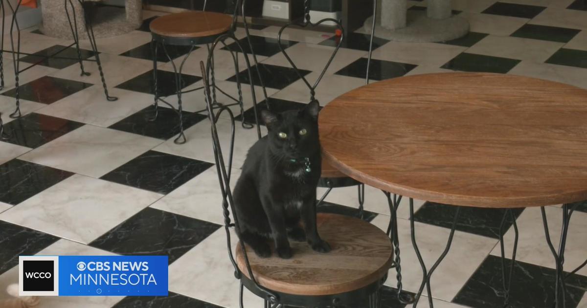 Cafe Meow closes original Minneapolis location to expand in Roseville