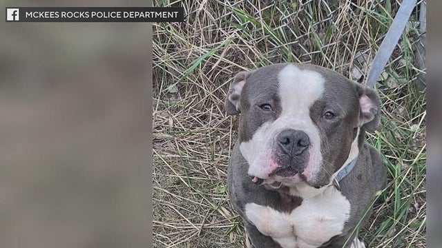 kdka-mckees-rocks-police-abandoned-dog.jpg 