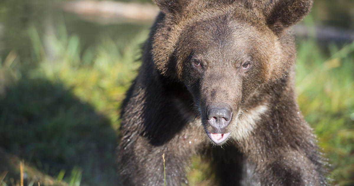 Surprise encounter with mother grizzly in Montana ends with bear killed, man shot in shoulder