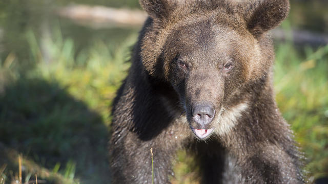Two year old grizzly bear (captive), Montana, United States 