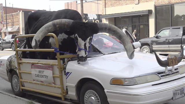 ODD-Bull in Car Nebraska 