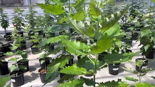 Trees Grown to Capture CO2 