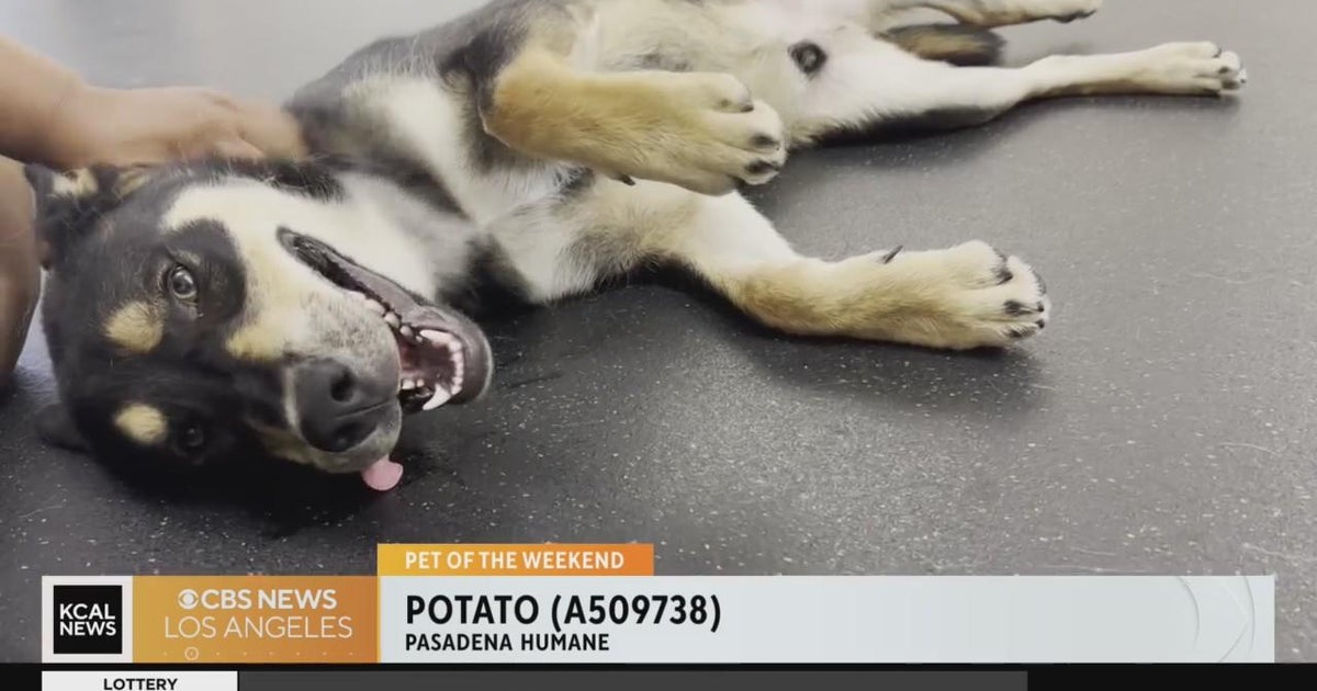 Pet of the Weekend: Potato (A509738) - CBS Los Angeles