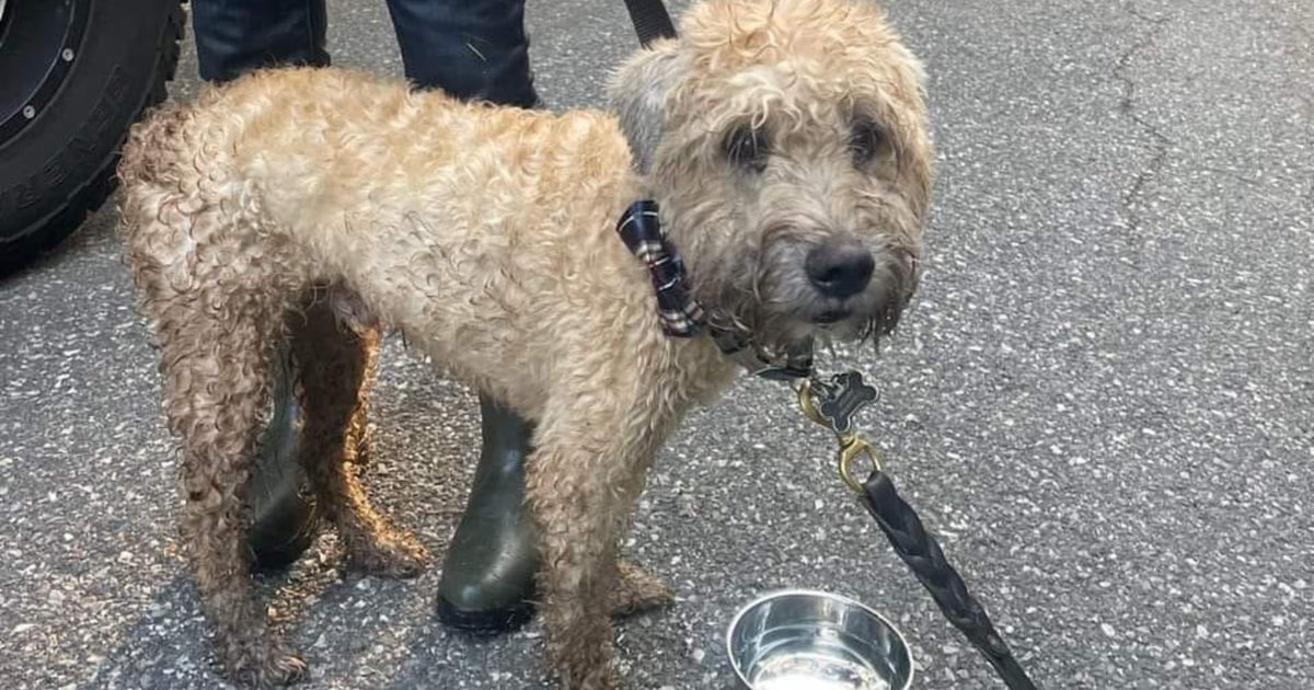 Duxbury dog lost for 2 weeks found safe in bog CBS Boston