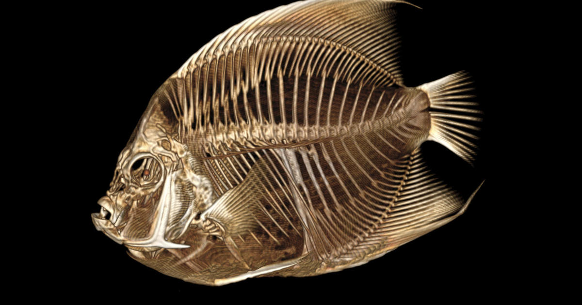 An angelfish at the Denver Zoo was "swimming abnormally." A special CT scan revealed the reason why.