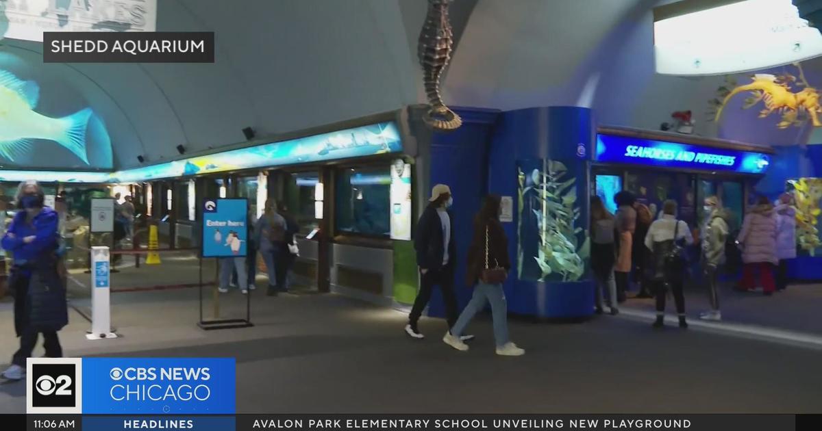 Chicago's Shedd Aquarium has free days for Illinois residents CBS Chicago