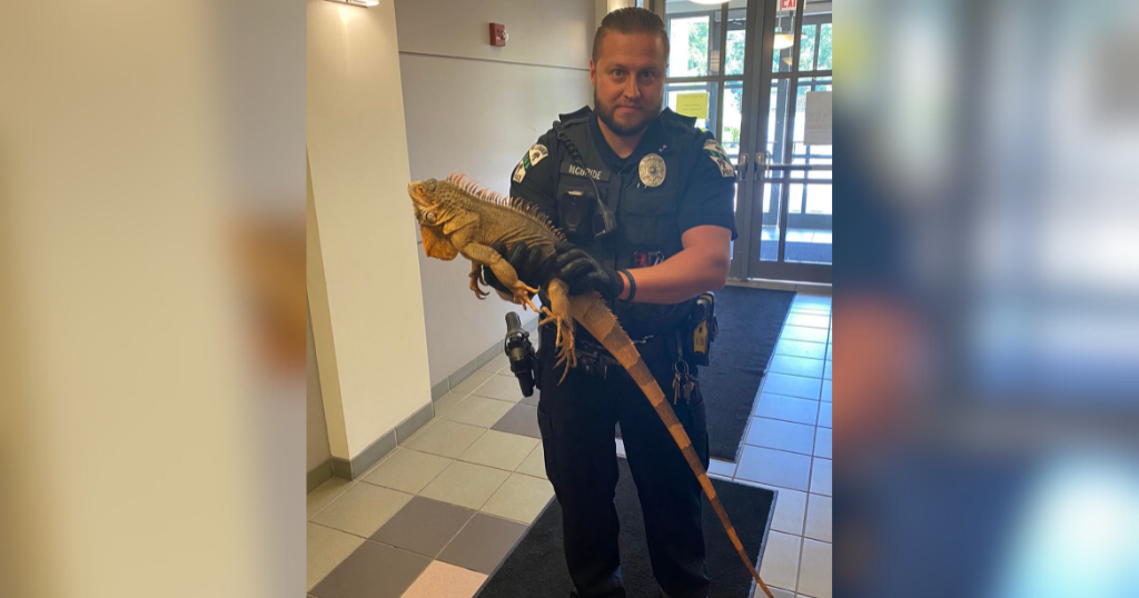 Iguana found in Mt. Lebanon area after dayslong adventure - Vimarsana News