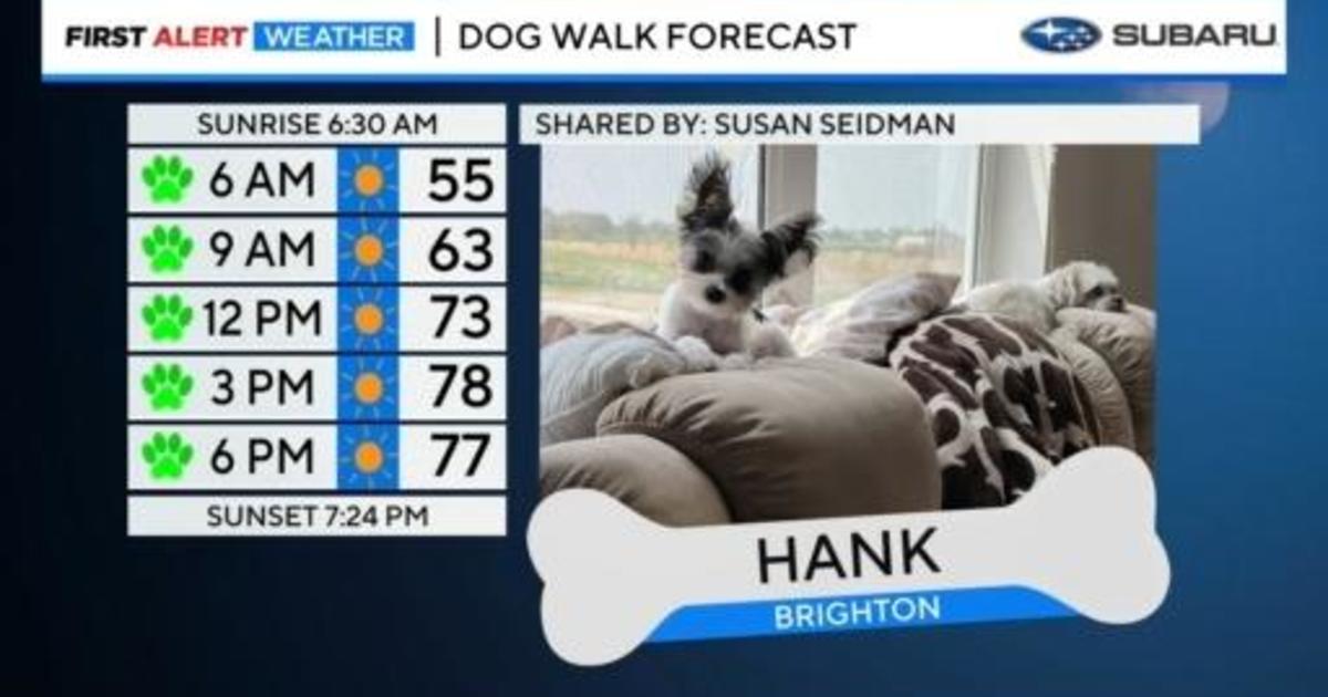 Dog Walk Forecast: Hank