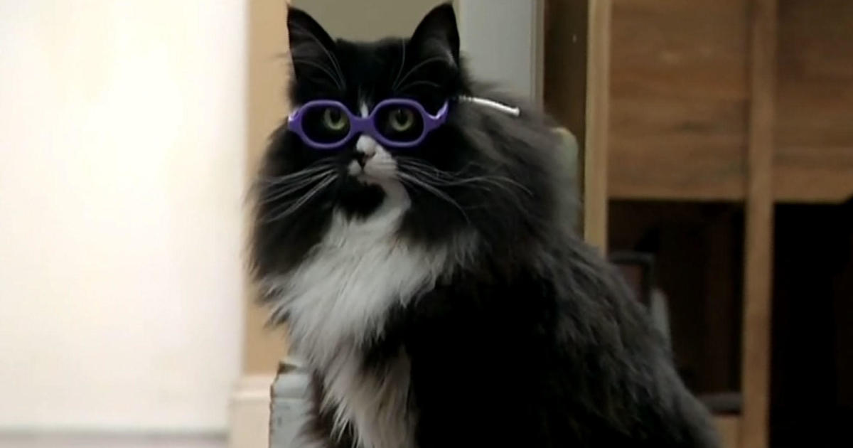 How a cat helps kids getting glasses for the first time feel comfortable - CBS News